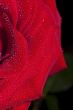 Red rose
