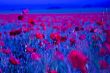 POPPY FIELD IN Blue