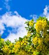 Yellow flowers against the dark blue sky