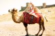 A girl riding a camel