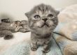 Scottish fold kitten