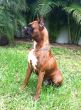 Boxer Dog