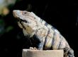 Yucatan Native Iguana