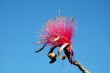 Shaving Brush Tree