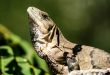 Iguana