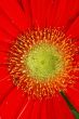 Gerbera
