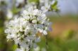 Cherry Flowers