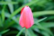 One single tulip