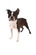 Brindle and White Boston Terrier Standing