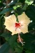 Hibiscus flower