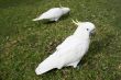 Cockatoos in park