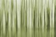 Trees abstract