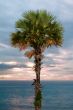 palm tree at sunset
