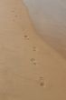 footprints in the sand on the beach
