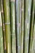 green bamboo stems are horizontal