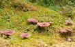 group of magic mushrooms on moss in scenic forest background