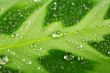 Green leaf with water drops