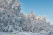 Winter snow-covered forest on the background of blue sky