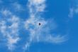 Hooded Crow Flying in the Sky with Wings Spread