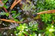 water drop on spider web