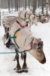 reindeers