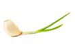 Clove of garlic on a white background