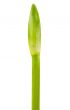 green stem unopened flower