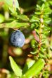 whortleberry ripening in a wood