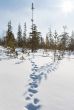 Footprints in the snow in winter forest