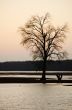 Tree at the sunset