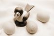 Bird Eggs
