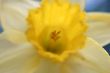 Daffodil macro