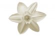 Daffodil isolated