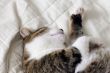 Sleeping cat