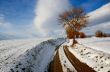 Snowy Landscape