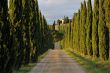 Cypress Alley