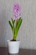 Flower hyacinth.