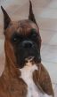 Boxer Dog