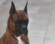 Boxer Dog