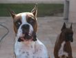 Boxer in Attack mode