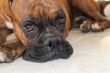 Boxer Dog