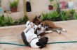 Boxer Dogs