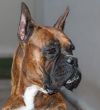 Boxer Dog