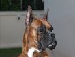 Boxer Dog