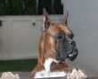 Boxer Dog