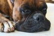 Boxer Dog