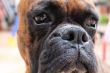 Boxer Dog