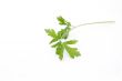 Parsley