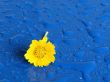 Lone Yellow flower on a rainy day