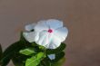 Vinca Flower 